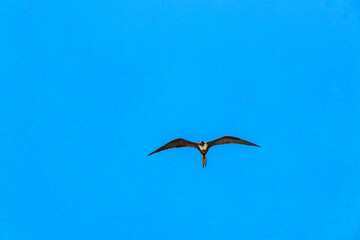 Fregat birds flock fly blue sky clouds background in Mexico.