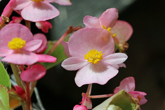 Pink single flowered begonia flowers in close up