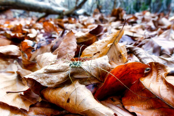 naturally grown mushrooms in a natural environment in the forest with an autumnal atmosphere and old wood, moss and leaves