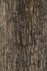 Bark of a big tree closeup background