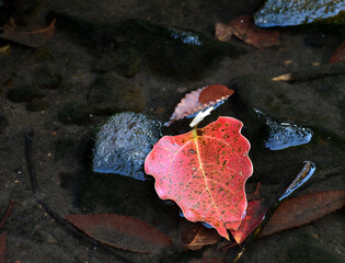 川辺の石に落ちた紅葉した葉