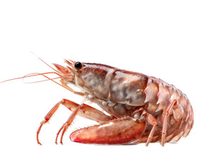 Shrimp on a light transparent background. PNG file. Generative artificial intelligence
