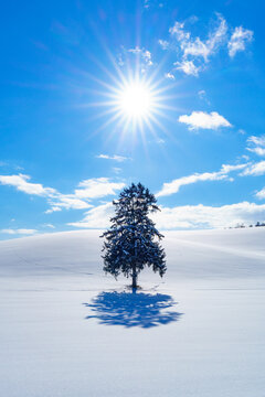 富良野　雪原に立つ春よ来いの木　厳冬期北海道観光