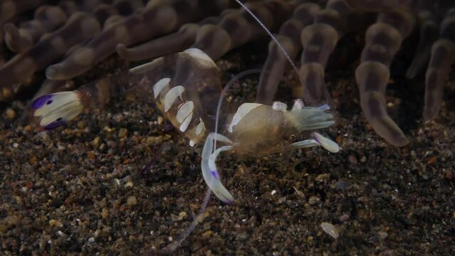 Magnificent Anemone Shrimp -Ancylomenes magnificus is living beside a sea anemone. Underwater macro life of Tulamben, Bali, Indonesia.