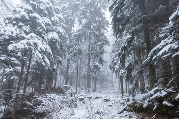 Beauitiful snowy winter forest trees with fog.