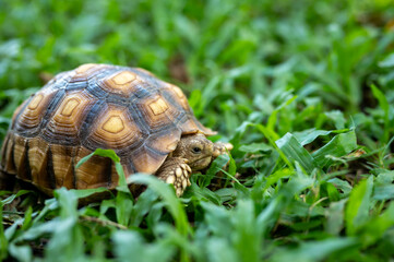 reptile baby turtle Sulcata tortoise walking on green grass