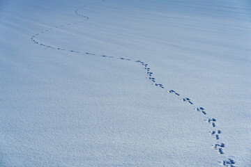 雪原の野生動物の足跡