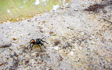 Tarantula brown black crawls on the ground Mexico.