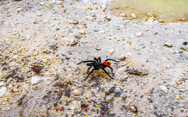 Tarantula brown black crawls on the ground Mexico.