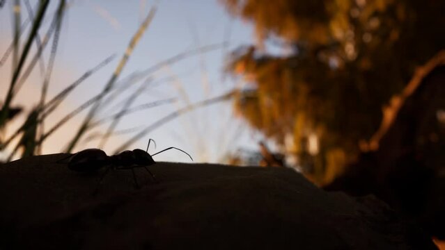 Macro 3D Animation Of An Ant Silhouette Standing Idle, Forest Scene, Sunset 