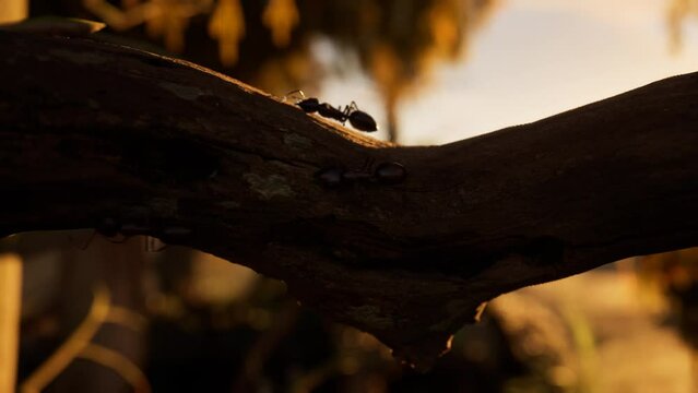 Ants Walking On A Tree Branch, 3D Animation, Forest Scene, Macro Cinematic 