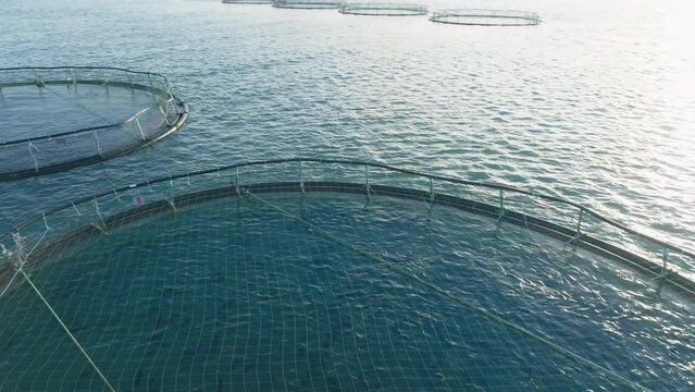 Fish farm with large salmon and rainbow trout. Denmark.