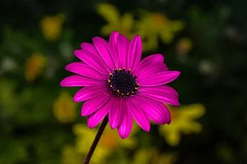 Türaufkleber Close up beautiful shot of flower © blackdiamond67
