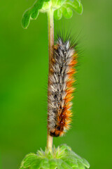 Macro shots, Beautiful nature scene. Close up beautiful caterpillar of butterfly
