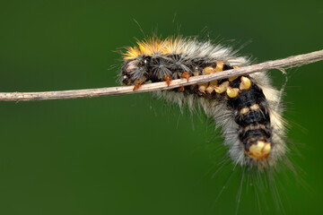 Macro shots, Beautiful nature scene. Close up beautiful caterpillar of butterfly