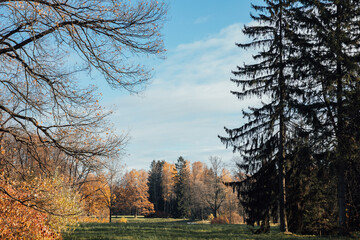 nature autumn in the forest walking travel hiking