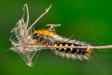 Macro shots, Beautiful nature scene. Close up beautiful caterpillar of butterfly