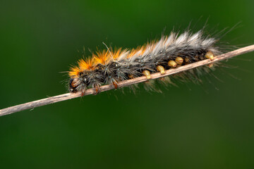 Macro shots, Beautiful nature scene. Close up beautiful caterpillar of butterfly