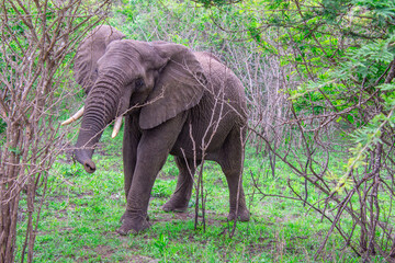 Beautiful wild elephant in her natural habitat in South Africa