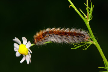 Macro shots, Beautiful nature scene. Close up beautiful caterpillar of butterfly