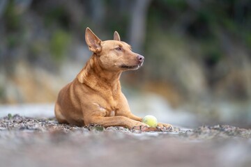 portrait of a kelpie dog sitting on the beach in summer