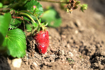A close-up view of a strawberry, exemplifying the process of cultivation in fertile soil. The vibrant red fruit as a testament to the plant's health, nutritional richness  condtibutes to balance diet