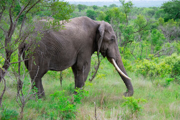 Fototapeta premium Beautiful wild elephant in her natural habitat in South Africa