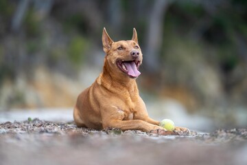 kelpie dog in the australian bush in a park