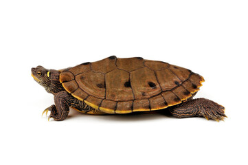 Fototapeta premium Sabine Map Turtle // Sabine-Höckerschildkröte (Graptemys sabinensis / Graptemys ouachitensis sabinensis) 