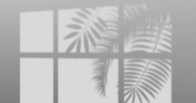 Moving leaves and window shadow overlay under sunlight natural appeal animation over white color background. Sunlight coming from window creating a shadow overlay inside the room.