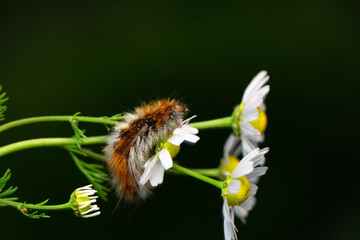 Macro shots, Beautiful nature scene. Close up beautiful caterpillar of butterfly
