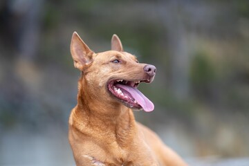 kelpie dog in the australian bush in a park
