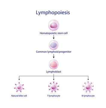 Lymphopoiesis. hematopoietic stem cell, common lymphoid progenitor, lymphoblast, T- lymphocyte, B-lymphocyte and natural killer cell. The development of lymphocyte. Vector illustration.