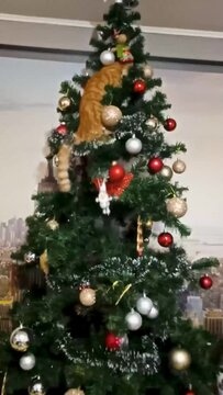 Cute red cat climbs up the Christmas tree, festive atmosphere. A fluffy cat plays happily on a Christmas tree framed with cheerful garlands. Vertical video.