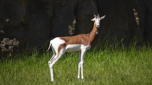 dama gazelle (nanger dama) in natural habitat