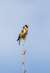 Beautiful songbird on the branch.  European goldfinch