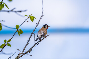 Beautiful songbird on the branch.  European goldfinch