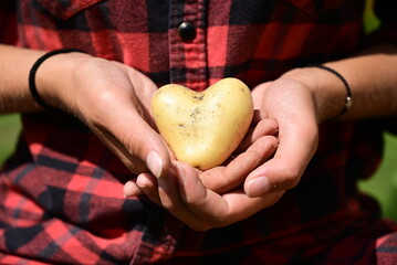 The essence of farming and agriculture, portraying female hands cradling a heart-shaped crop showing significance of agriculture in nurturing and sustaining life, that contributes to our sustenance. - obrazy, fototapety, plakaty