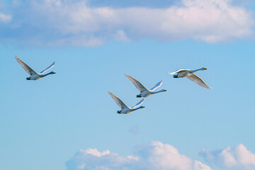 青空を飛ぶ白鳥