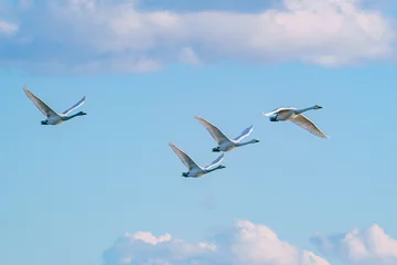 Foto op Aluminium 青空を飛ぶ白鳥 © ibuki