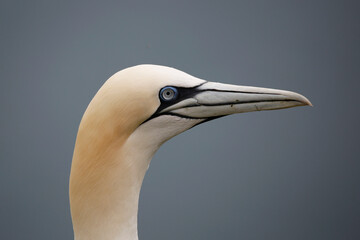 Northern Gannet in profile at RSPB Bempton Cliffs, Yorkshire, England.