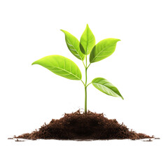 small tree isolated on white