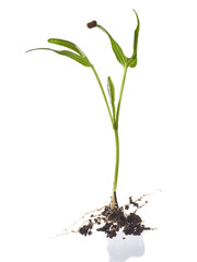 water spinach (Ipomoea aquatica) new sprout 