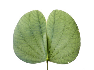 Obraz premium Orchid tree (Bauhinia variegata) leaf in white background 