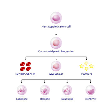 Hematopoiesis cell type scheme, stem cell, common myeloid progenitor, red blood cells, platelets, myeloblast, Basophil, neutrophil, eosinophil, monocyte, dendritic cell, macrophage. Vector design.