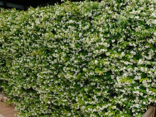 Fototapeta na wymiar Blossoming star jasmine, or Rhynchospermum jasminoides, hedge