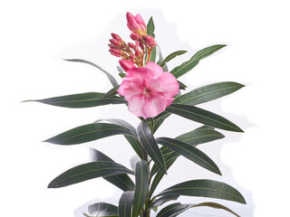 pink Oleander (Nerium oleander) flower and leaves 