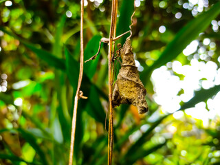 moth on a tree