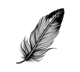 feather hand draw vector graphic asset