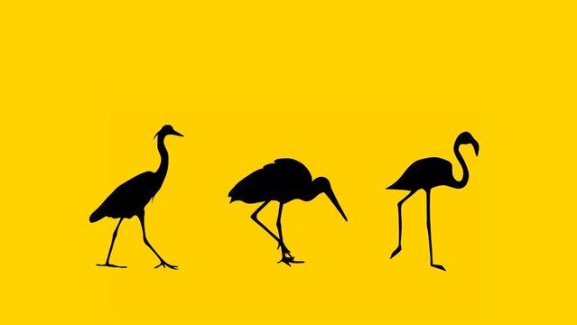 Animation with flamingo, stork and heron walking on the yellow background (seamless loop)